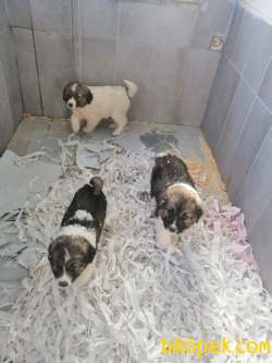 SAINT BERNARD YAVRULARI 3