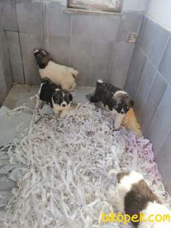SAINT BERNARD YAVRULARI 1