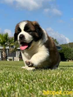 Saint Bernard Yavrulari Muhteşem Kalitede 2
