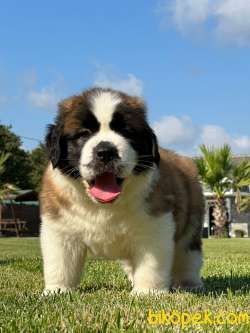 Saint Bernard Yavrulari Muhteşem Kalitede 3