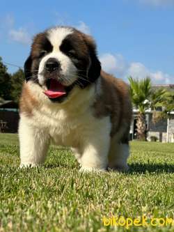 Saint Bernard Yavrulari Muhteşem Kalitede 3
