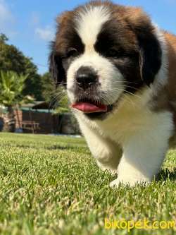 Saint Bernard Yavrulari Muhteşem Kalitede 2