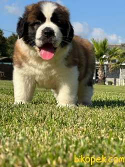 Saint Bernard Yavrulari Muhteşem Kalitede 2