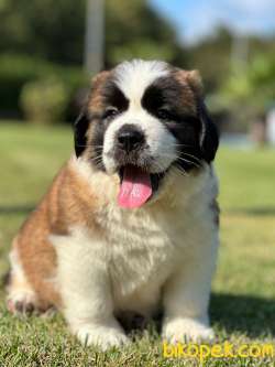 Saint Bernard Yavrulari Muhteşem Kalitede 1