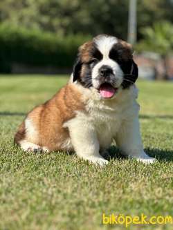 Saint Bernard Yavrulari Muhteşem Kalitede 4