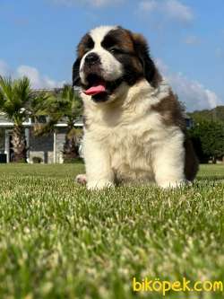 Saint Bernard Yavrulari Muhteşem Kalitede 3