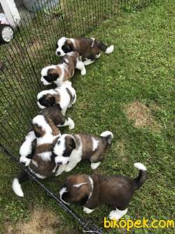 Saint Bernard Yavrularımız Evinizin Neşesi Olacaktır 2