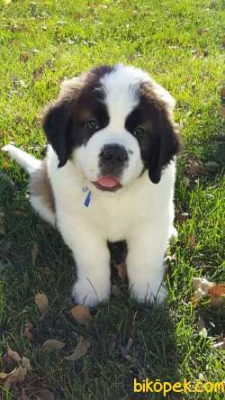 Saint Bernard Yavrularımız Evinizin Neşesi Olacaktır 3