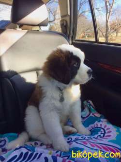 Saint Bernard Yavrularımız Evinizin Neşesi Olacaktır 4