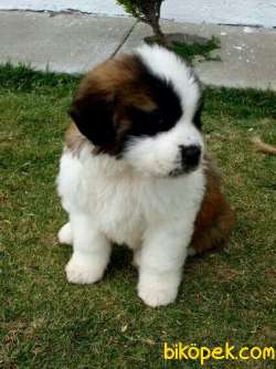 Saint Bernard Yavrularımız Evinizin Neşesi Olacaktır 5