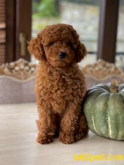 Sakarya Toy Poodle 2