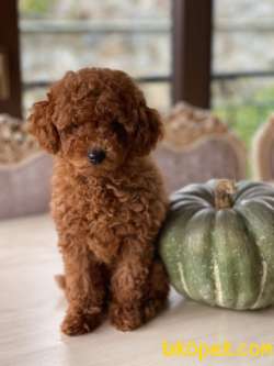 Sakarya Toy Poodle 4