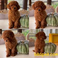 Sakarya Toy Poodle 1
