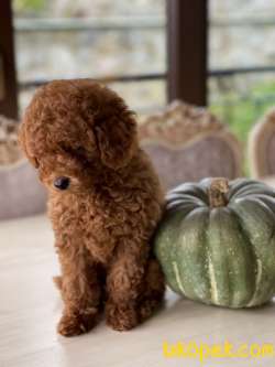 Sakarya Toy Poodle 3