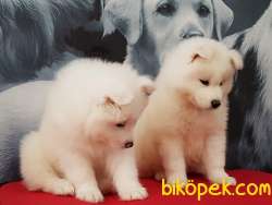 Sakfan Kar Beyaz Samoyed Yavruları 4