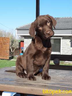 Salik Şecereli Labrador Retriever Yavrulari 5