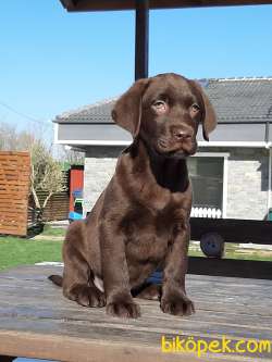 Salik Şecereli Labrador Retriever Yavrulari 1