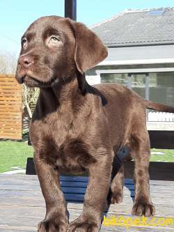 Salik Şecereli Labrador Retriever Yavrulari 3
