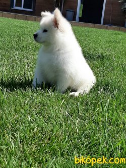 A KALİTE SAMOYED Yavruları 5
