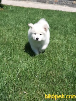 A KALİTE SAMOYED Yavruları 4