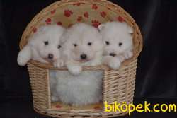 SAMOYED 1