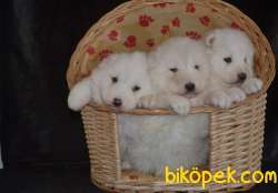 SAMOYED 2
