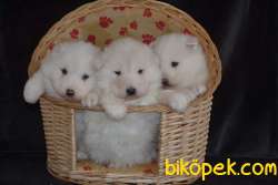SAMOYED 3