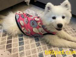 SAMOYED 2