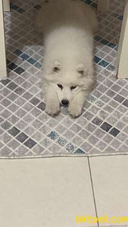 SAMOYED 3