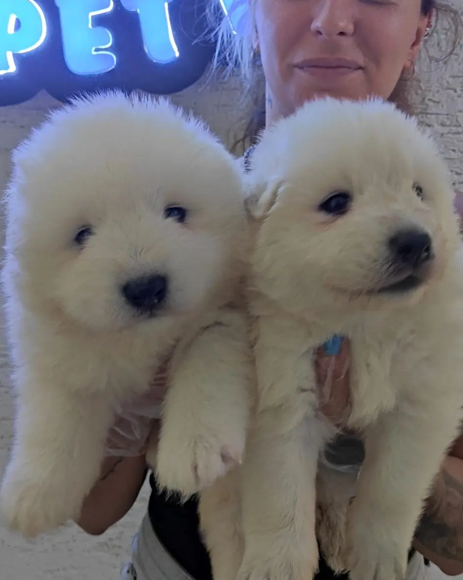 SAMOYED BEBEKLER IRK GARANTİLİ 2