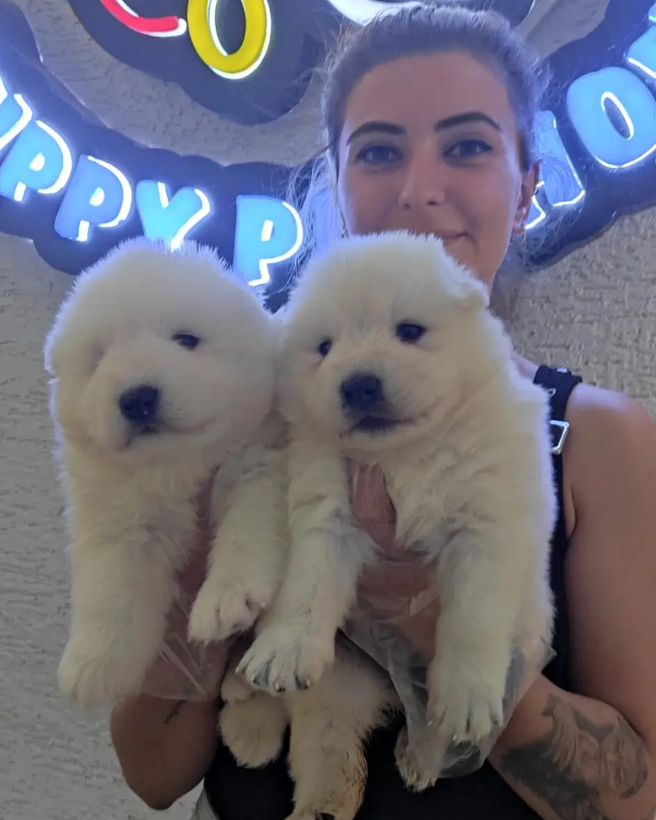 SAMOYED BEBEKLER IRK GARANTİLİ 1