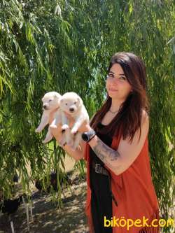 SAMOYED BEBEKLER RUHSATLI KÖPEK EVİ 2