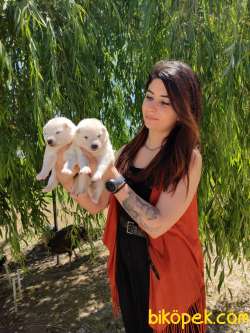 SAMOYED BEBEKLER RUHSATLI KÖPEK EVİ 4