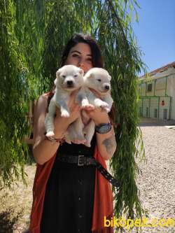 SAMOYED BEBEKLER RUHSATLI KÖPEK EVİ 1