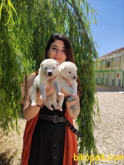 SAMOYED BEBEKLER RUHSATLI KÖPEK EVİ 3