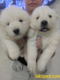 SAMOYED BEBEKLER SAFKAN SHOW KALİTE 5