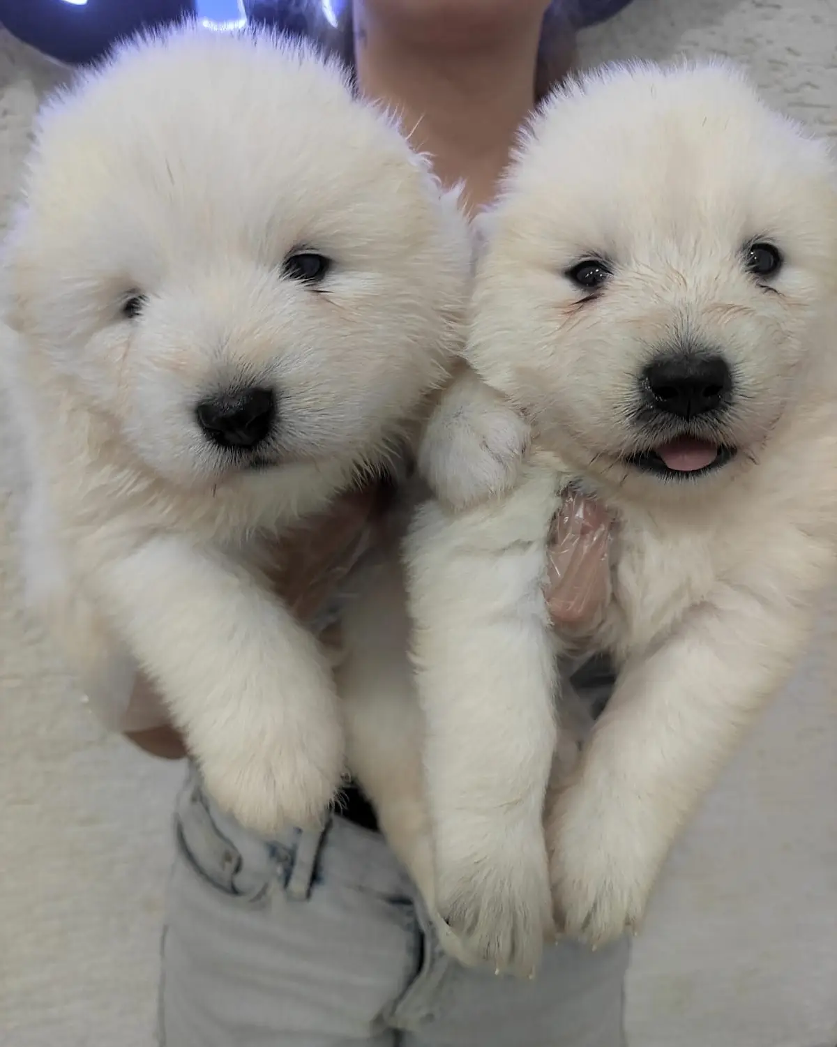 SAMOYED BEBEKLER SAFKAN SHOW KALİTE 2
