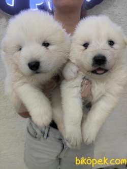 SAMOYED BEBEKLER SAFKAN SHOW KALİTE 4