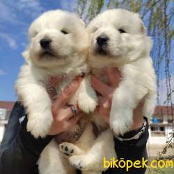 SAMOYED DÜNYANIN EN YAKIŞIKLI IRKI TESLİME HAZIR 3