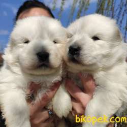 SAMOYED DÜNYANIN EN YAKIŞIKLI IRKI TESLİME HAZIR 1