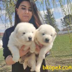 SAMOYED DÜNYANIN EN YAKIŞIKLI IRKI TESLİME HAZIR 2