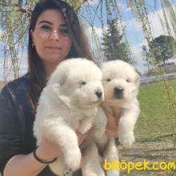 SAMOYED DÜNYANIN EN YAKIŞIKLI IRKI TESLİME HAZIR 5
