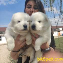 SAMOYED DÜNYANIN EN YAKIŞIKLI IRKI TESLİME HAZIR 4