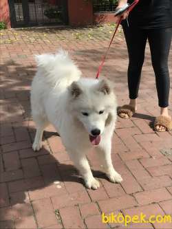 Samoyed Erkek 7 Aylik 2