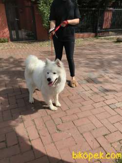Samoyed Erkek 7 Aylik 1