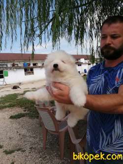SAMOYED IRK GARANTİLİ 5
