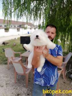 SAMOYED IRK GARANTİLİ 2