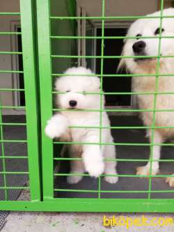 SAMOYED IRK GARANTİLİ 3