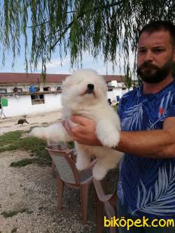 SAMOYED IRK GARANTİLİ 1