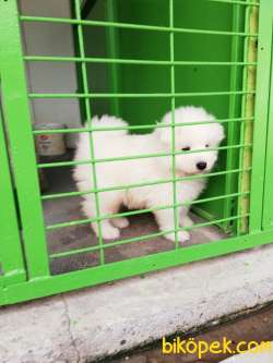 SAMOYED IRK GARANTİLİ 4